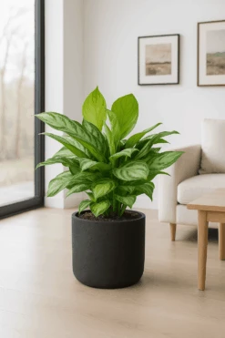 Kolbenfaden - Aglaonema Silver Bay Ø:24 H:60 Cm