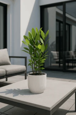 Laurus Nobilis - Echter Lorbeer Ø:15 H:45 Cm