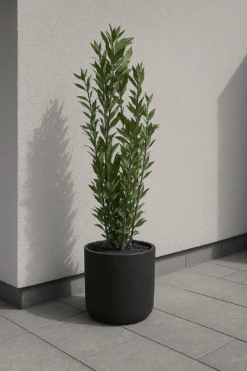 Laurus Nobilis - Echter Lorbeer Ø:21 H:100-120 Cm