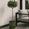 Laurus Nobilis - Echter Lorbeer Auf Stamm Ø:21 H:70-90 Cm 2 Laurus Nobilis - Echter Lorbeer Auf Stamm Ø:21 H:70-90 Cm -Pflanzen Blumentopf Geschäft LaurusNobilis EchterLorbeeraufStamm21 70 90cm