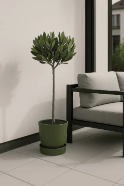 Laurus Nobilis - Echter Lorbeer Auf Stamm Ø:21 H:70-90 Cm