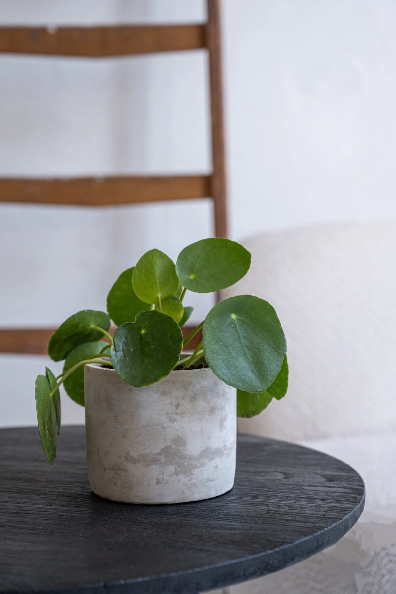 Lukas - Concrete 4 Lukas - Concrete – Bild 2