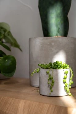 Lukas - Concrete 8 Lukas - Concrete -Pflanzen Blumentopf Geschäft Lukas4