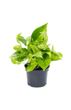 Scindapsus Marble Queen Ø:12 H:20 Cm 6 Scindapsus Marble Queen Ø:12 H:20 Cm -Pflanzen Blumentopf Geschäft MarbleQueen 1