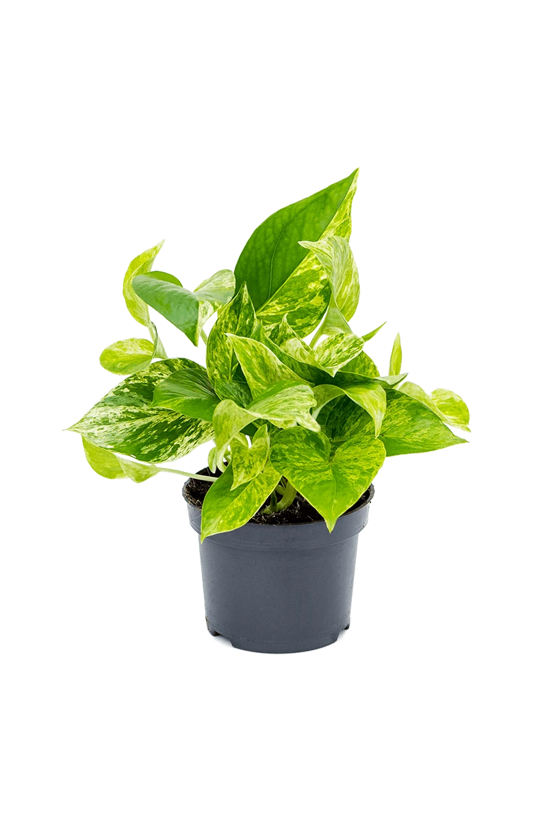 Scindapsus Marble Queen Ø:12 H:20 Cm 4 Scindapsus Marble Queen Ø:12 H:20 Cm – Bild 3