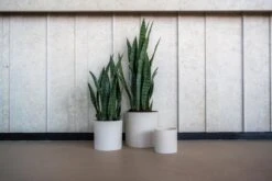 Max Natur Weiß -Pflanzen Blumentopf Geschäft MaxNaturWeissHP