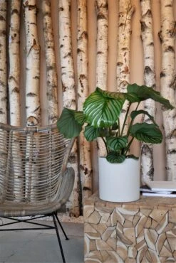 Mini Max Natur Weiß