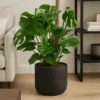 Monstera Deliciosa Mit Moosstab Ø:24 H:120 Cm 1 Monstera Deliciosa Mit Moosstab Ø:24 H:120 Cm -Pflanzen Blumentopf Geschäft MonsteraDeliciosamitMoosstab24 120cm
