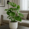 Monstera Deliciosa Ø:17 H:60 Cm 2 Monstera Deliciosa Ø:17 H:60 Cm -Pflanzen Blumentopf Geschäft Monsteradeliciosa17 60cm