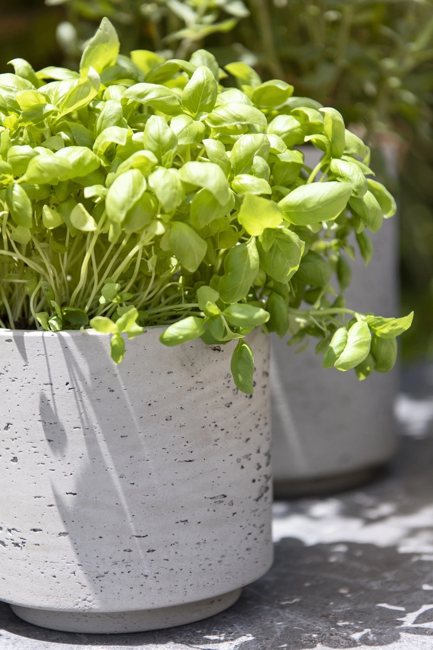 Novi Grey Washed 3 Novi Grey Washed