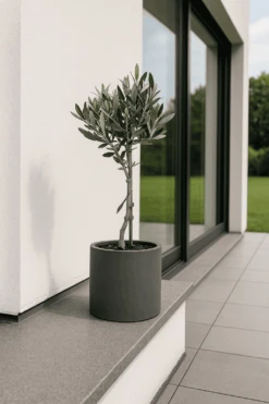 Olivenbaum Ø:14 H:50 Cm