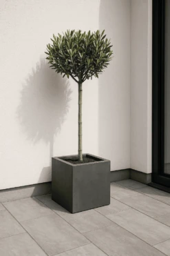 Pflanzen Blumentopf Geschäft 22 Olivenbaum Ø:22 H:100 Cm