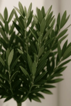 Pflanzen Blumentopf Geschäft -Pflanzen Blumentopf Geschäft Olivenbaum22 100cm1