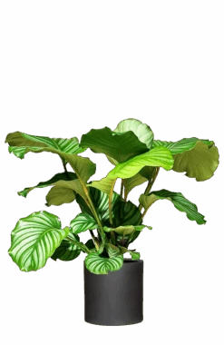 Calathea Set - Orbifolia & Medallion 7 Calathea Set - Orbifolia & Medallion -Pflanzen Blumentopf Geschäft Orbifolia mit Topf mittig 14fdde28 0354 4bb7 a5a2 20740d8493e4