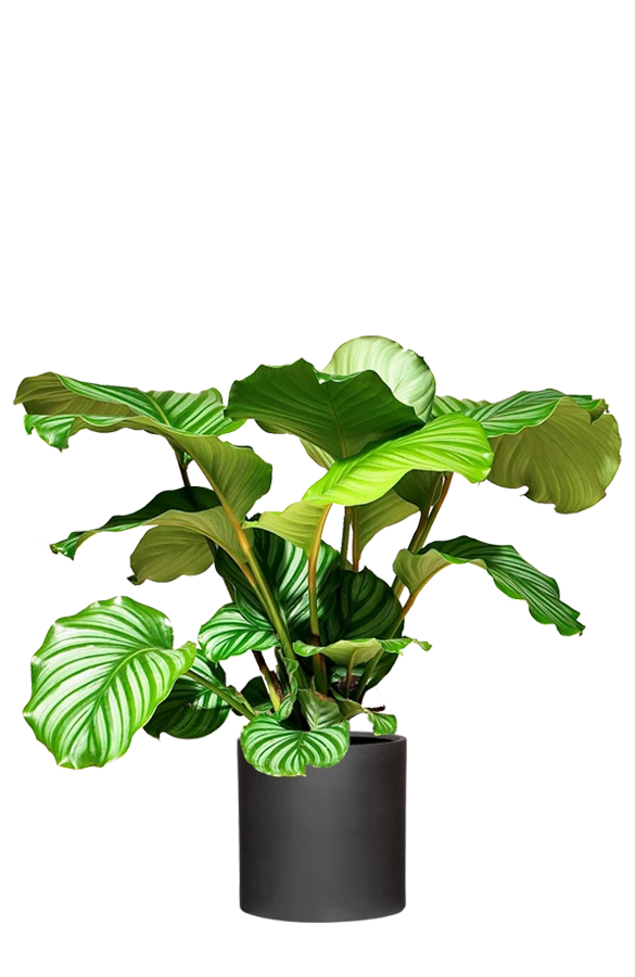 Calathea Set - Orbifolia & Medallion 5 Calathea Set - Orbifolia & Medallion – Bild 3