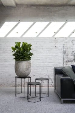 Gillard Oyster Imperial Weiß