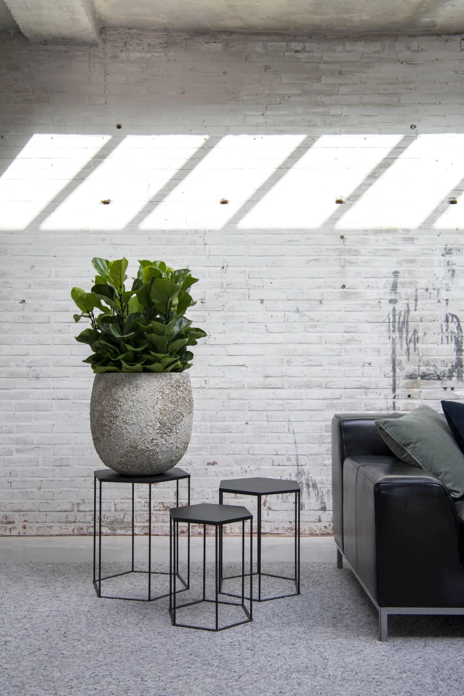 Gillard Oyster Imperial Weiß 3 Gillard Oyster Imperial Weiß