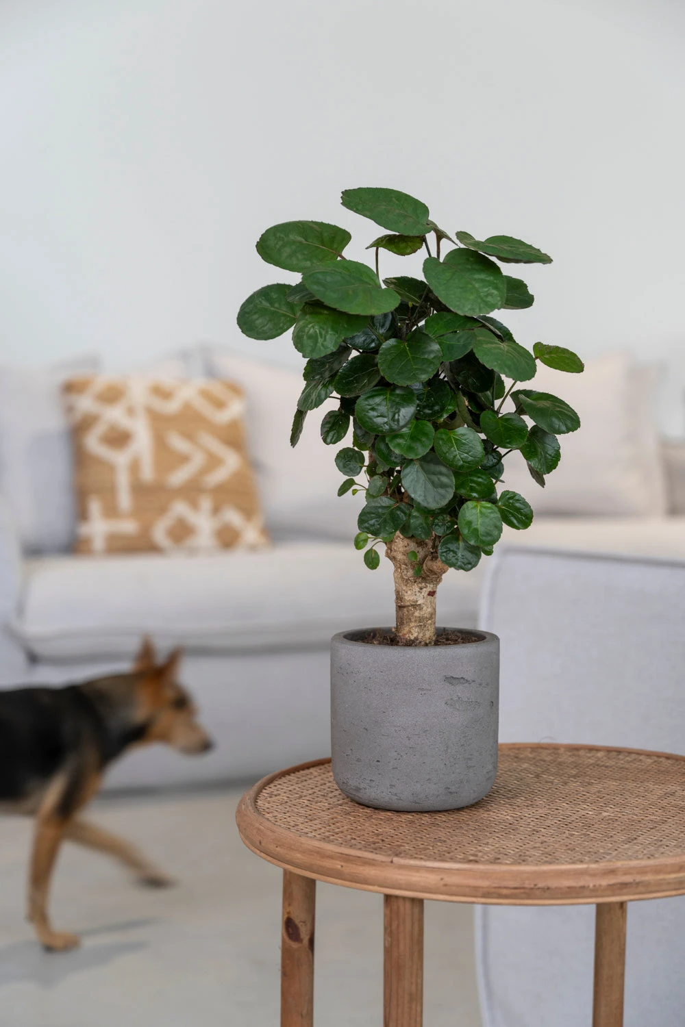 Charlie Mocha Washed 3 Charlie Mocha Washed