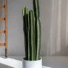 Kaktus San Pedro Künstlich 2 Kaktus San Pedro Künstlich -Pflanzen Blumentopf Geschäft P3024 24 42 F1016 100 91 2