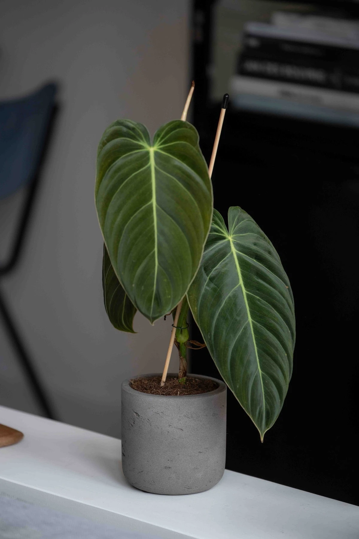 Charlie Mocha Washed 4 Charlie Mocha Washed – Bild 2