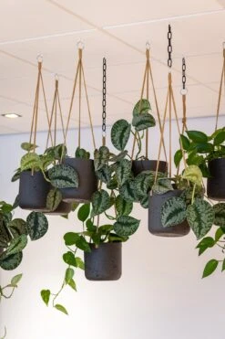 Hanging Charlie Schwarz 13 Hanging Charlie Schwarz -Pflanzen Blumentopf Geschäft P3024R 14 33 14