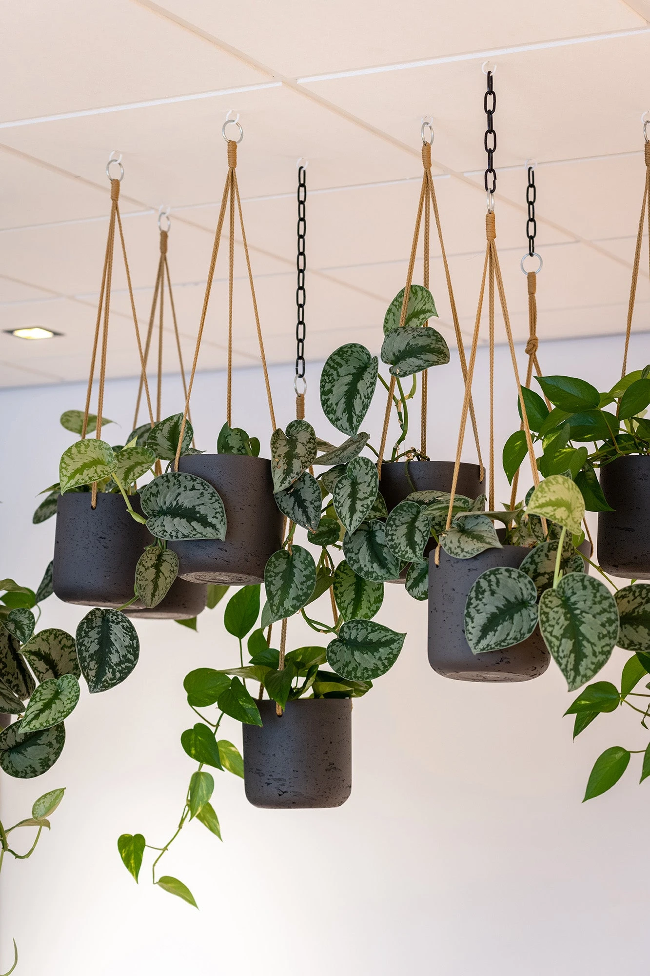 Hanging Charlie Schwarz 5 Hanging Charlie Schwarz – Bild 3