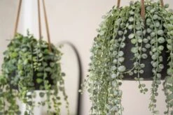 Hanging Patt Set Schwarz 7 Hanging Patt Set Schwarz -Pflanzen Blumentopf Geschäft P3024R 14 33 F1017 60 91 P3026R 14 33 F1017 45 91 1 45f2b418 a2d8 4f8c ad80 61844768196d