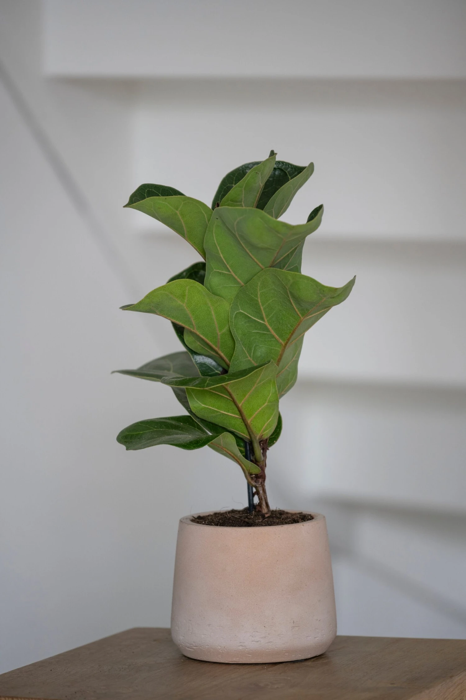 Patt Clay Washed 4 Patt Clay Washed – Bild 2