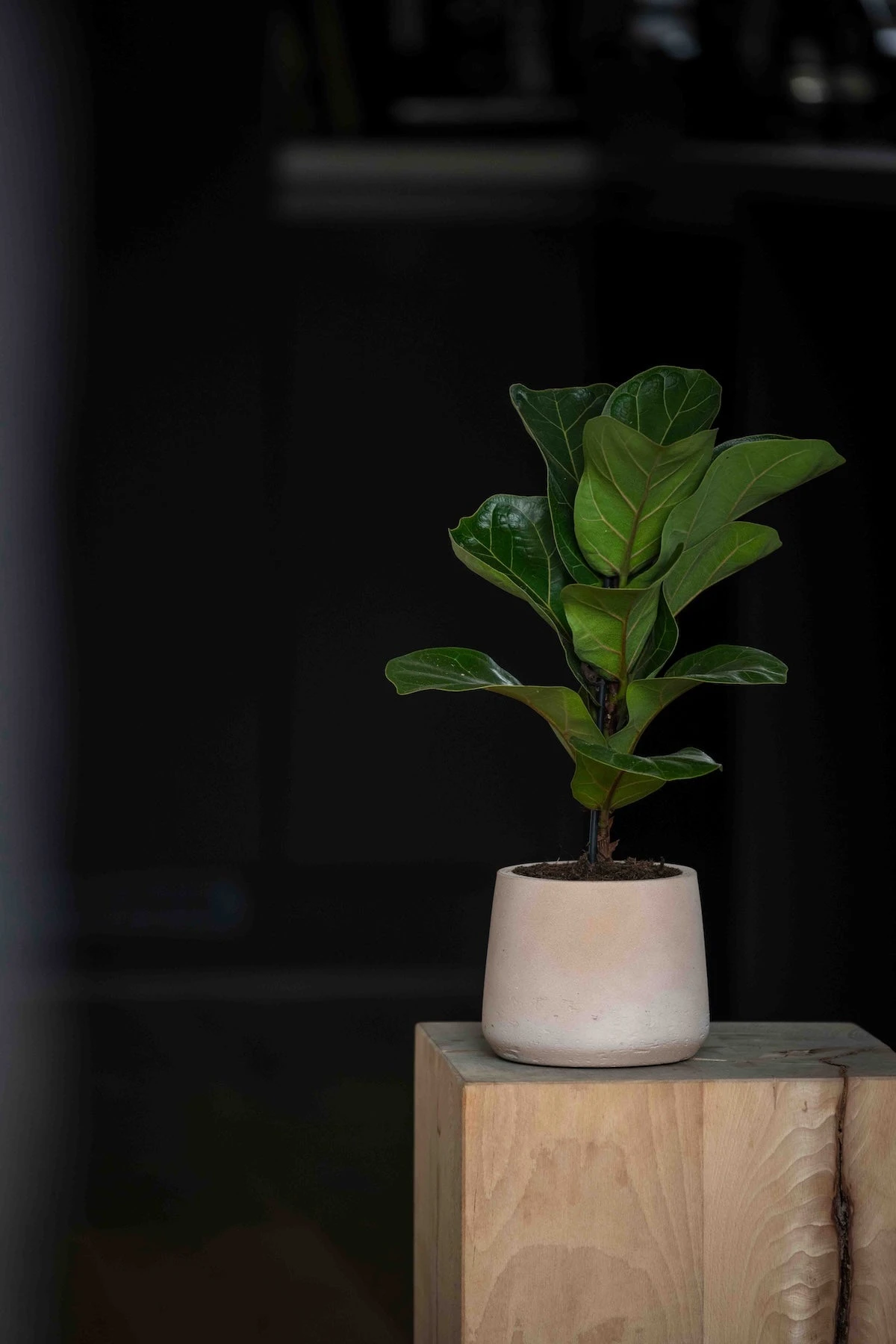 Patt Clay Washed 5 Patt Clay Washed – Bild 3