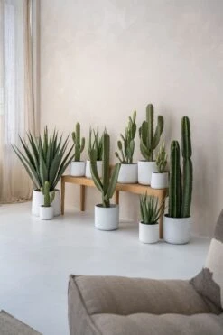 Kaktus Cereus Künstlich H: 55cm 12 Kaktus Cereus Künstlich H: 55cm -Pflanzen Blumentopf Geschäft P3026 11 42 P3026 16 42 P3026 28 42 P3024 11 42 P3024 17 42 P3024 24 42 5 6db2687e dd48 4afe 9982 06a849e61524