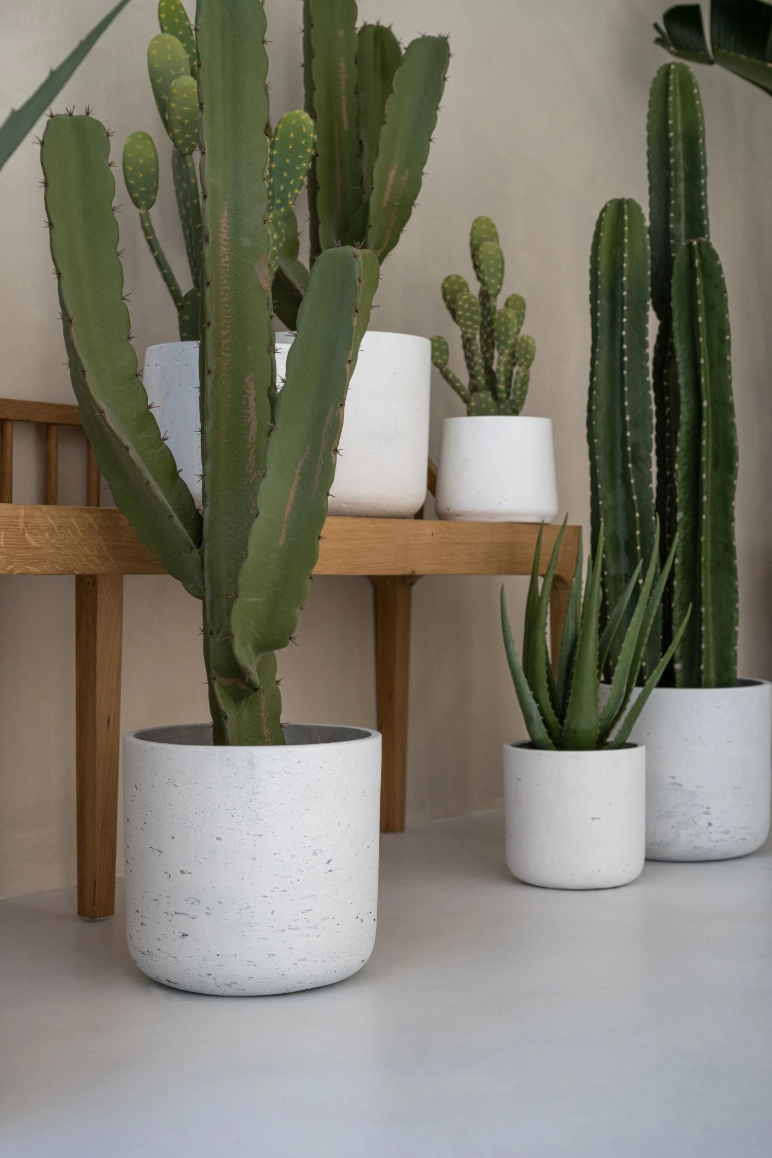 Kaktus Cereus Künstlich H: 55cm 6 Kaktus Cereus Künstlich H: 55cm – Bild 4