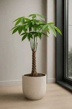 Pflanzen Blumentopf Geschäft 32 Pachira Aquatica - Glückskastanie Ø:19 H:80 Cm