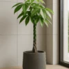 Pachira Aquatica - Glückskastanie Ø:27 H:130 Cm -Pflanzen Blumentopf Geschäft Pachiraaquatica Glueckskastanie27 130cm