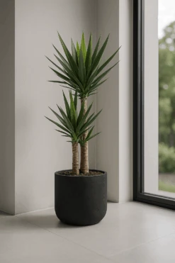 Palmlilie - Yucca Ø:21 H:100 Cm