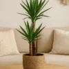 Palmlilie - Yucca Ø:17 H:80 Cm -Pflanzen Blumentopf Geschäft Palmlilie YuccaO 17H 80cm