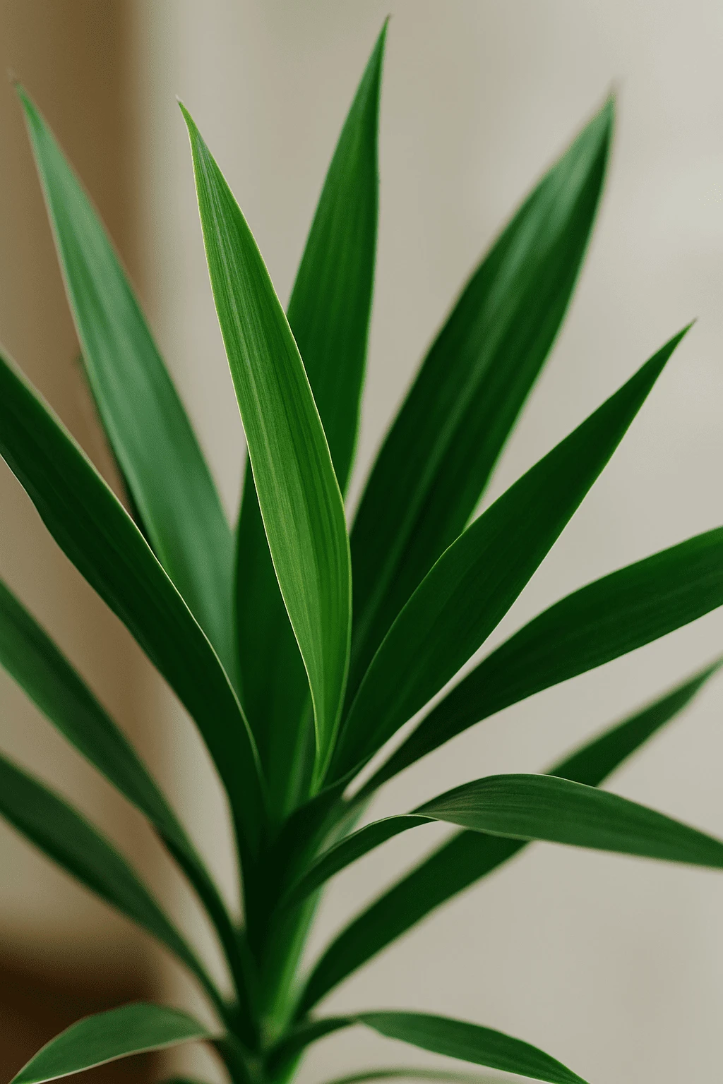 Palmlilie - Yucca Ø:17 H:80 Cm 4 Palmlilie - Yucca Ø:17 H:80 Cm – Bild 2