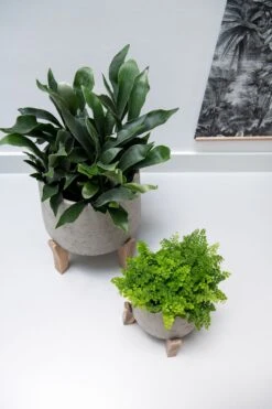 Patt Grey Washed Feet Low 12 Patt Grey Washed Feet Low -Pflanzen Blumentopf Geschäft PatFeet 4 1