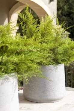 Patt Grey Washed 8 Patt Grey Washed -Pflanzen Blumentopf Geschäft Patt2