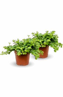 Peperomia Rotundifolia 2er Set 7 Peperomia Rotundifolia 2er Set -Pflanzen Blumentopf Geschäft Peperomia2erSet