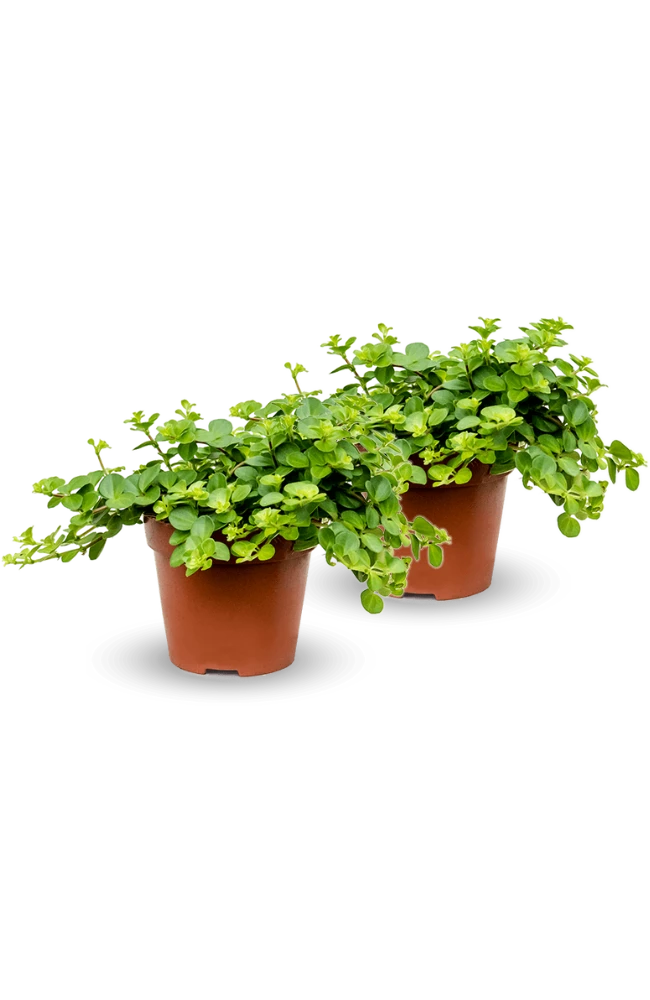 Peperomia Rotundifolia 2er Set 5 Peperomia Rotundifolia 2er Set – Bild 3