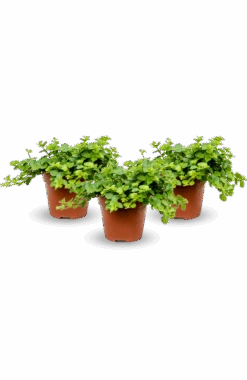 Peperomia Rotundifolia 3er Set 7 Peperomia Rotundifolia 3er Set -Pflanzen Blumentopf Geschäft Peperomia3erSet