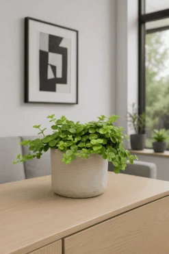 Peperomia Rotundifolia