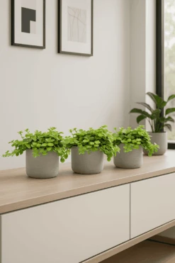 Pflanzen Blumentopf Geschäft 28 Peperomia Rotundifolia 3er Set