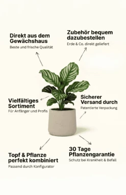 Philodendron Green Princess Ø:12 H:25 Cm 7 Philodendron Green Princess Ø:12 H:25 Cm -Pflanzen Blumentopf Geschäft PflanzenUSPs 397ee714 227e 49e3 b7bc 46b01fd24d21