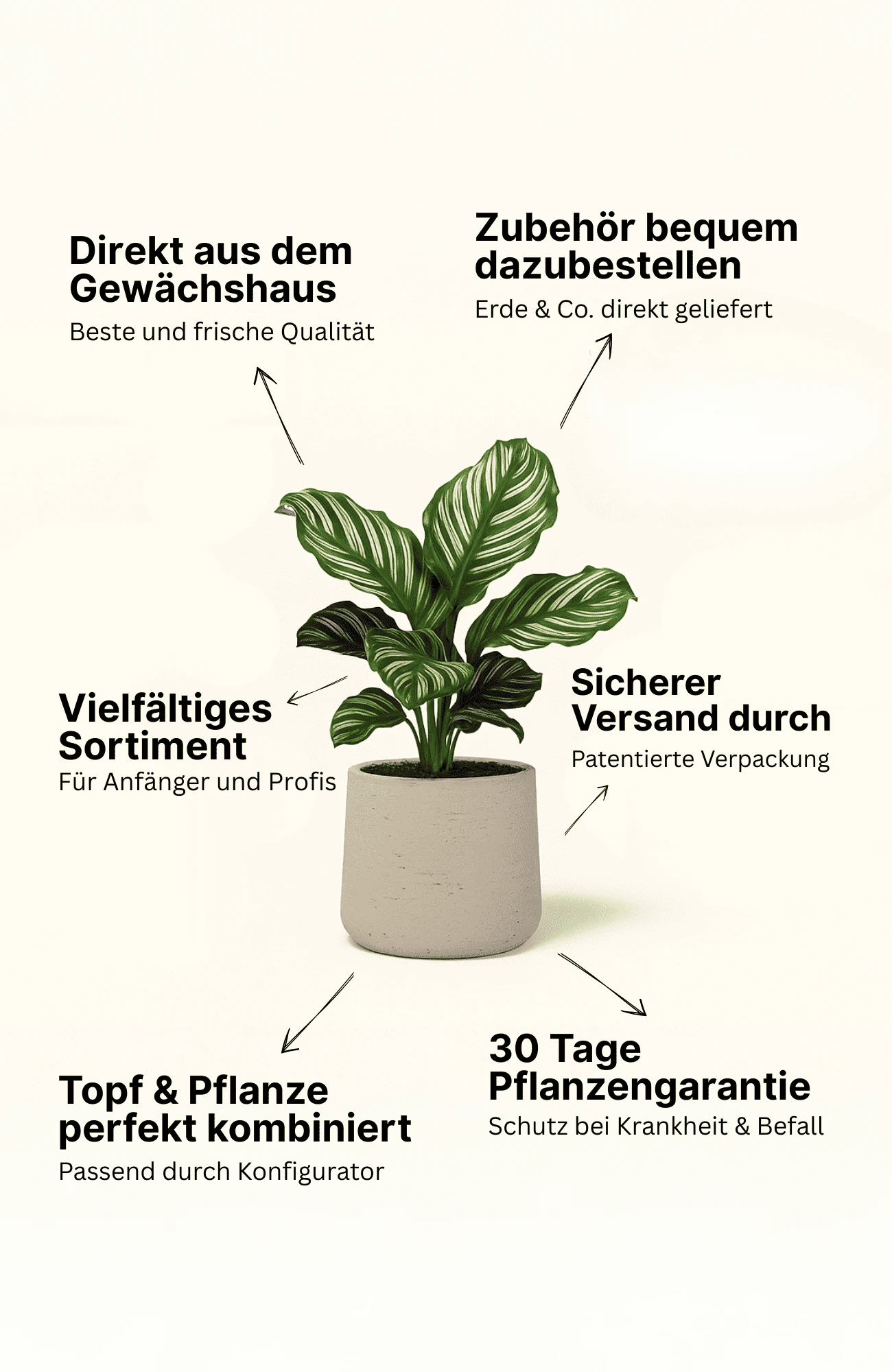 Glücksfeder - Zamioculcas Ø:27 H:100 Cm 5 Glücksfeder - Zamioculcas Ø:27 H:100 Cm – Bild 3