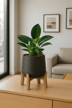 Philodendron Green Princess Ø:12 H:25 Cm