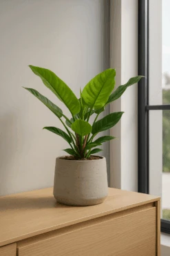 Philodendron Imperial Green Ø:19 H:70 Cm