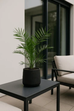 Phoenix Canariensis Ø:19 H:80 Cm