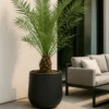 Phoenix Canariensis Ø:26 H:160 Cm 2 Phoenix Canariensis Ø:26 H:160 Cm -Pflanzen Blumentopf Geschäft PhoenixCanariensis26 160cm min