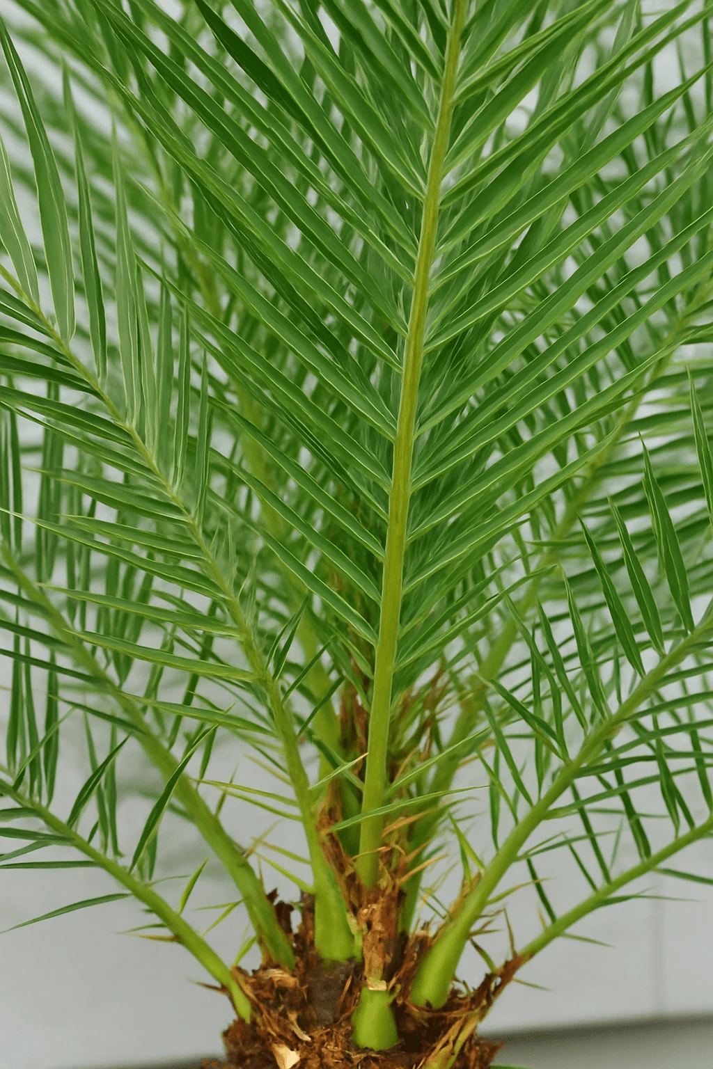 Phoenix Canariensis Ø:26 H:160 Cm 4 Phoenix Canariensis Ø:26 H:160 Cm – Bild 2